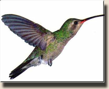 Ширококлювый колибри-цинантус