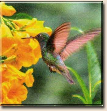 Изумродогорлый колибри