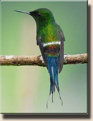 Ракетохвостый колибри-кокет