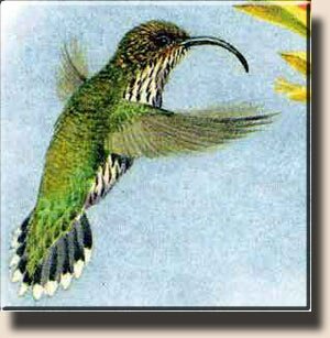 Орлиноклювая колибри