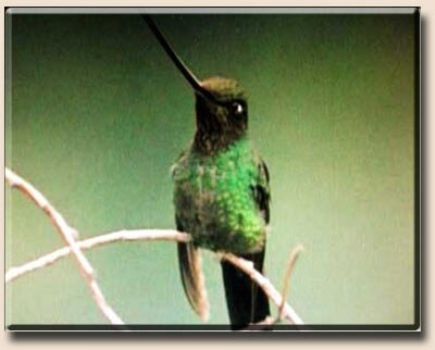 Кубинский изумрудный колибри (Chlorostilbon ricordii)