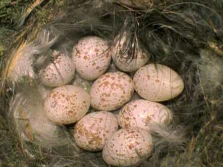 Гнездо синицы-лазоревки  (Parus caeruleus)