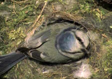Синица-лазоревка (Parus caeruleus)