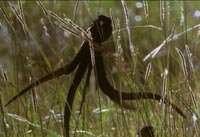 Черная вдовушка (Vidua hypocherina)