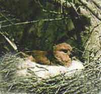 Гнездо канареечного вьюрка