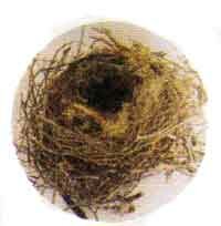 Гнездо кедровки