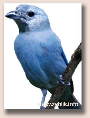 Серо-голубая танагра (Thraupis episcopus)