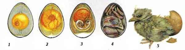 Развитие оплодотворенного яйца 