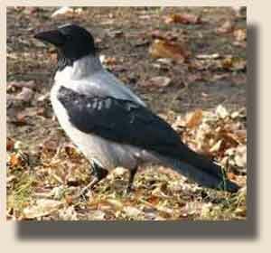 ����� ������ (Corvus cornix)