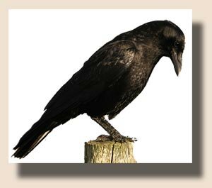 Американская ворона (Corvus brachyrhynchos)