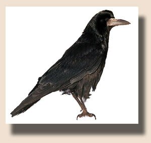 Грач (Corvus frugilegus)