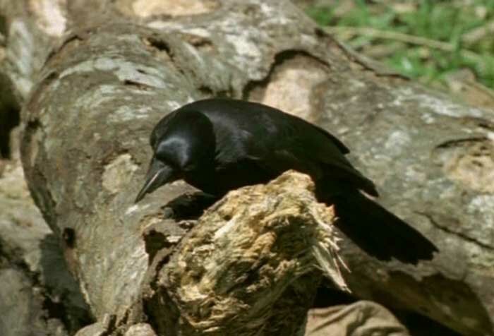 Новокаледонская ворона (Corvus moneduloides)