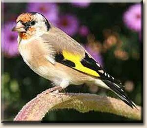 ������������ ��� ������������ ����� (Carduelis carduelis)