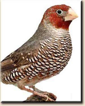 ������������� ������� (Amadina erythrocephala)