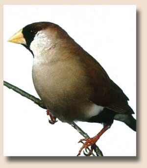 �������� ������� (Poephila personata)