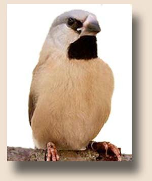 ������������ ������� (Poephila acuticauda)