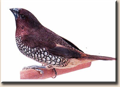 ��������� ��� ���������� ������� (Lonchura punctulata)