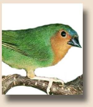 ���������� ������� (Erythrura hyperythra)