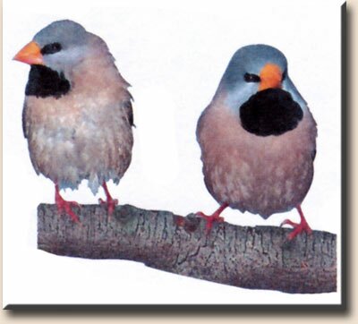 ������������ ������� (Poephila acuticauda)