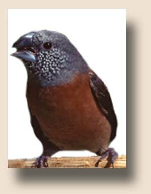 ��������������� ������� (Odontospiza caniceps)