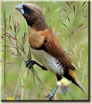 ��������������� ������� (Lonchura castaneothorax)