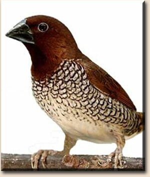 ��������� ��� ���������� ������� (Lonchura punctulata)