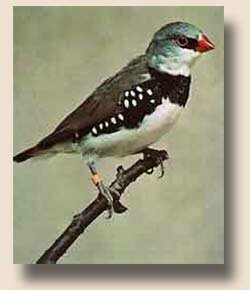 ������������� ��� �������� ������� Zonaeginthus guttata