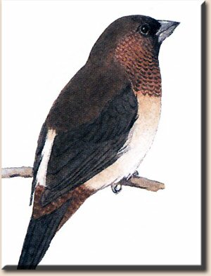 ������������ ��������� ������� (Lonchura striata)