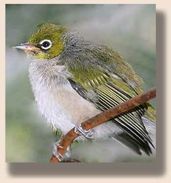 ������������� ���������� (Zosterops australasiae)