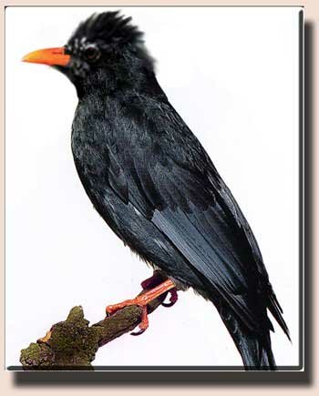 �������������� ��������� ��� ������ �������� (Hypsipetes madagascariensis)