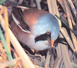 ������ ������ (Panurus biarmicus)