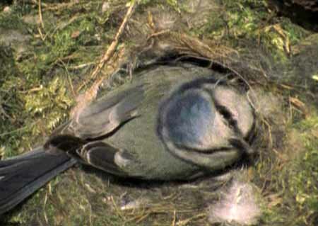 ������-��������� (Parus caeruleus)