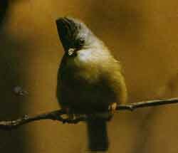 ������ ������ (Panurus biarmicus)