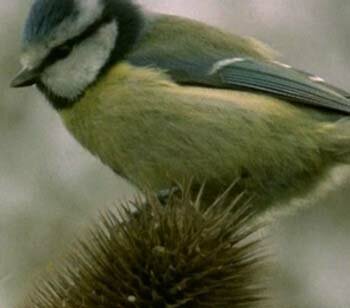 ������-��������� (Parus caeruleus)