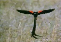 ������ �������� (Vidua hypocherina)