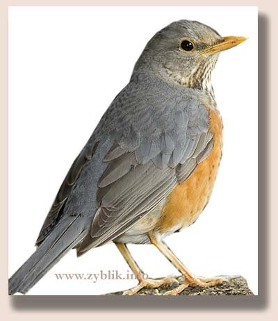 ����� ����� (Turdus hortulorum)