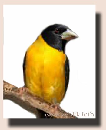 ����������� ������� (Mycerobas affinis)