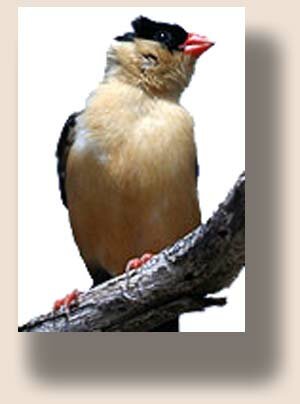 ����������� �������� (Vidua regia)