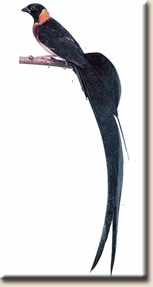 ������� �������� (Steganura paradisaea)