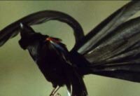 ������ �������� (Vidua hypocherina)