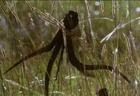 ������ �������� (Vidua hypocherina)