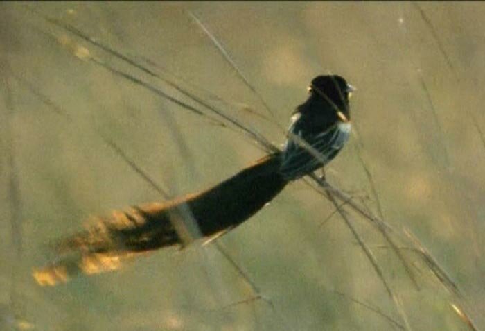 ������ �������� (Vidua hypocherina)