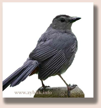 ������������ ����� (Dumetella carolinensis)