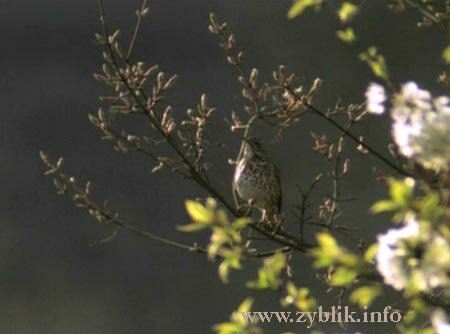 ������ ����� (Turdus philomelos)