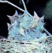 ����� ������������ ������� (Eophona migratoria), ������