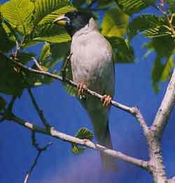 ����� ������������ ������� (Eophona migratoria)