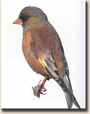 ��������� ��������� (Carduelis sinica)