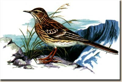 ����� ����������� ��� ������������ (Anthus sylvanus)
