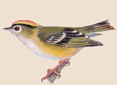 ������������ ������� (Regulus regulus)