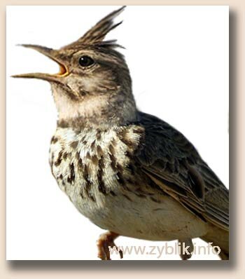�������� ��������� (Galerida cristata)